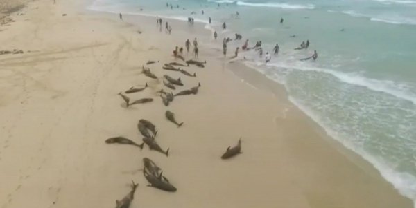 Апокалипсис в океане. Нибиру высушила Атлантику и убила 200 дельфинов