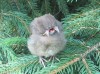 Малыш-птицерыл: В ботаническом саду Подмосковья обнаружили мутанта из Чернобыля