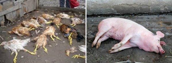 «Рогатый чёрт беснуется»: Минотавр-свиношлёп терроризирует деревню Бараниха
