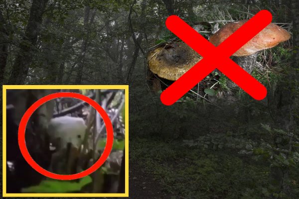 Грибов нет, одни чудовища: Грибник нашёл гоблина в крымском лесу