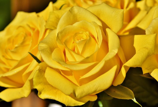 Букет подарил – измену подтвердил: Почему нельзя дарить жёлтые цветы