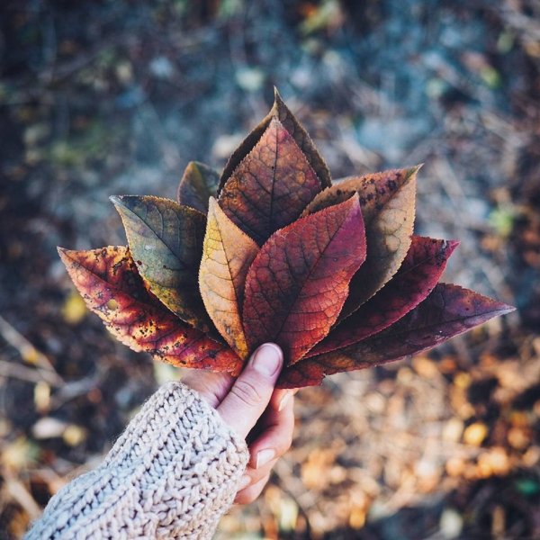 Ритуал на красоту - Осенний лист подарит молодость