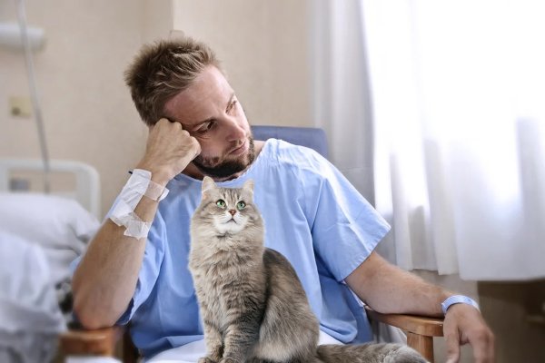 Самоотверженная кошка: как животные помогают человеку излечиться - медиум