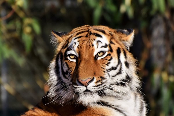 Тигр любит до конца: Главное достоинство рождённых в год Тигра назвал астролог