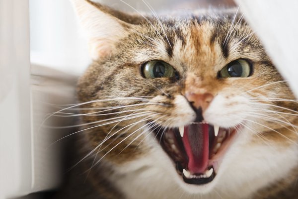 Царапки от проблем — Как кошачьи пакости защищают человека