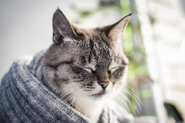 Котик моется - беду смывает: От чего спасает хозяина «умывание» кота, рассказал экстрасенс