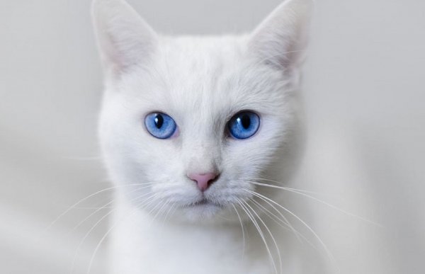Без кота и жизнь не та: Голубоглазая кошка принесёт удачу хозяевам