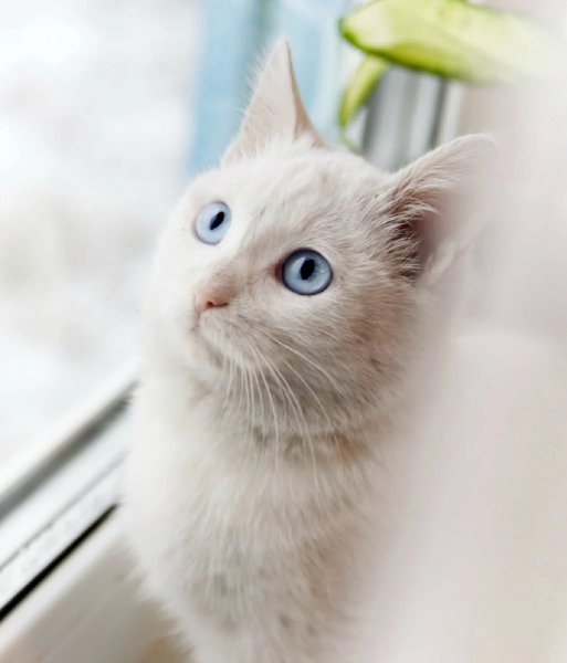 Без кота и жизнь не та: Голубоглазая кошка принесёт удачу хозяевам
