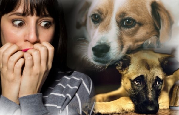 Грустный пёс проблемы принёс: Как животное предупреждает хозяина о несчастьях?