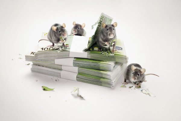 Крыса зарплату утащила: Каким знакам стоит крепче держаться за кошелек в этом году