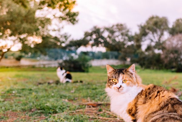 «Родинка» на счастье: В чём особенность кошек с пятном под носиком