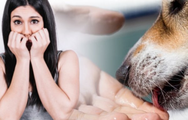 Опасный знак: Почему собака лижет руки хозяина?
