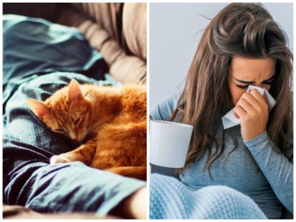 Пушистый доктор: Почему кошка в кровати – предвестник проблем?
