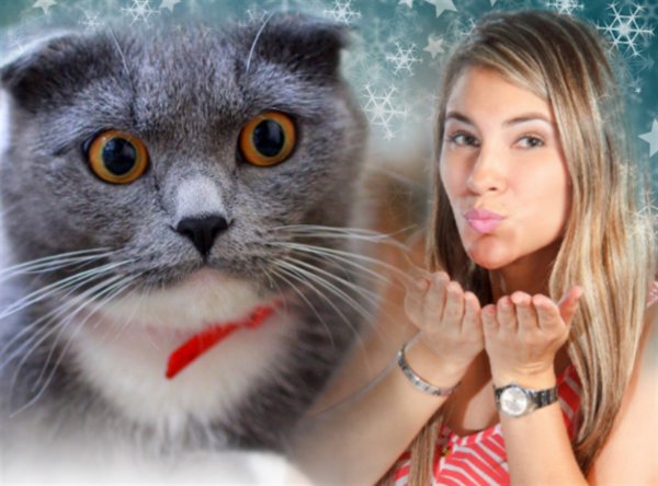 День Еремы – кошка «в деле»: Как оздоровиться 26 января с помощью пушистого