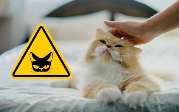 «В гостях не трогайте кота!»: Чем чреваты ласки с чужим любимцем, рассказал эзотерик