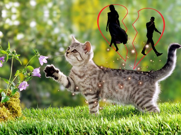 Подарок судьбы: Как кошка с улицы спасёт от развода