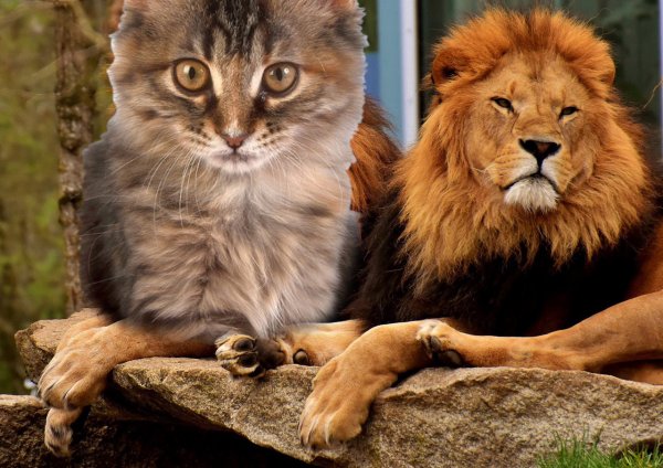 Домашний котик или царь зверей? Три типа Львов-мужчин назвал астролог