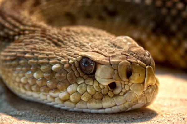 Змеи не дремлют: Этих Зодиаков атакуют сплетни и сглаз с 21 февраля
