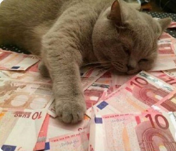 Щенки на счастье, котята к деньгам: Как звёзды повлияют на благосостояние