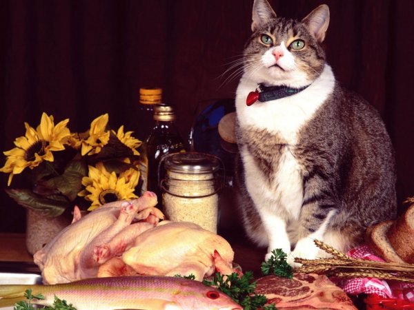 Сытый кот – март без забот: Благодарное животное привлечет достаток, отведет беду – эзотерик