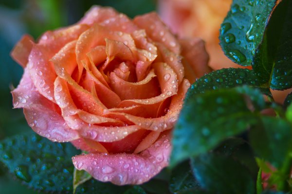 Комнатная роза подарит гармонию и счастье