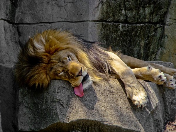 Львам придется «глодать кости»: Зато останутся сытыми и довольными в выходные