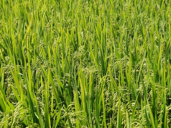 Ученые рассказали, как глобальное похолодание повлияло на распространение риса