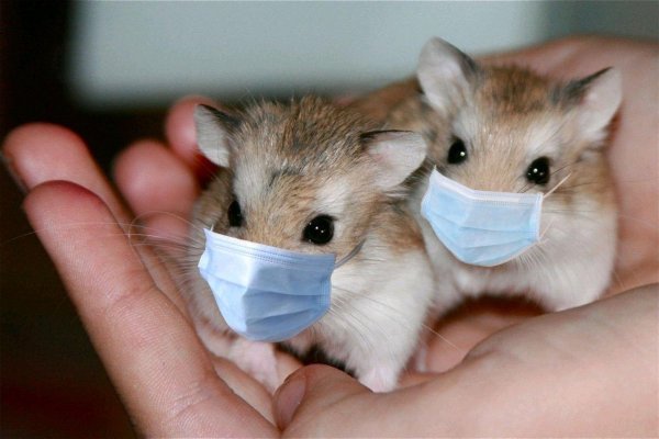 Эксперименты на хомяках доказали, что медицинские маски защищают от коронавируса