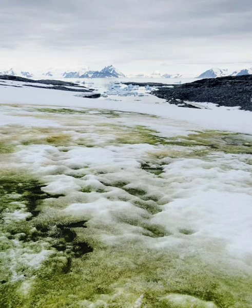 Снег в Антарктиде стал зелёным благодаря растительной деятельности