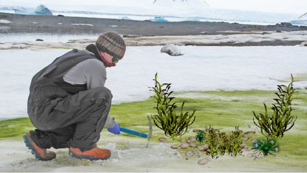 Снег в Антарктиде стал зелёным благодаря растительной деятельности