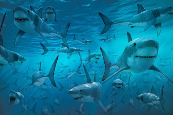 Популяция белых акул может вырасти из-за глобального потепления
