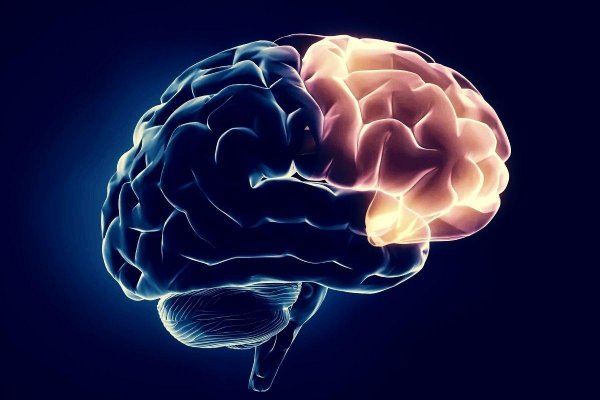 Ученые разгадали тайну уцелевшего 2600-летнего фрагмента мозга человека