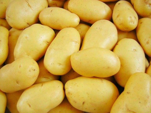 В Голландии роботы создали сорт устойчивого к грибкам и Y-вирусу картофеля