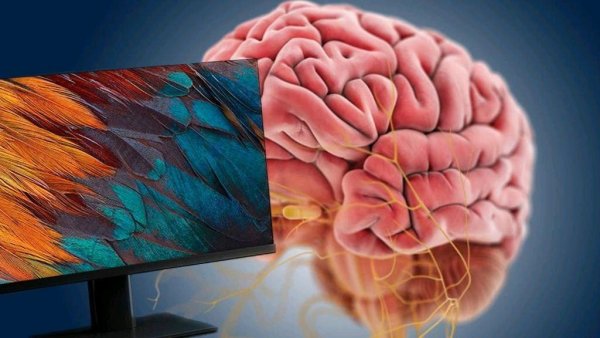 Xiaomi подключит человеческий мозг к компьютеру для борьбы с эпилепсией и депрессией