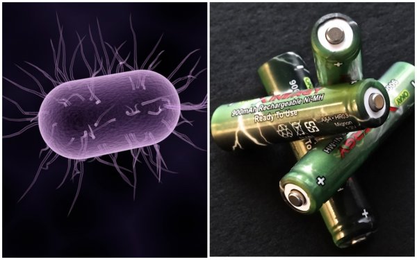 Немецкие ученые представили «живые» батарейки в виде бактерий