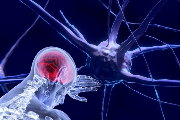 Нейробиологи из США нашли средство для «выключения» боли в мозге