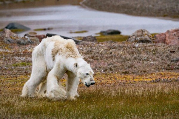 Животные массово мигрируют на север из-за глобального потепления