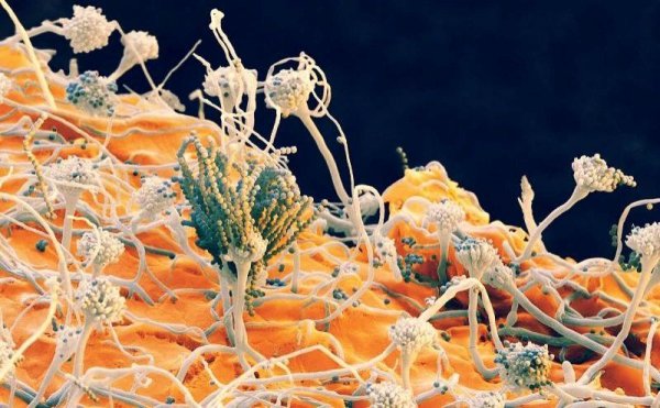 Ученые создали полимерное покрытие для борьбы с грибками