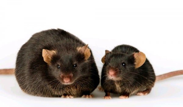 Белок BAM15 помог мышам похудеть без диеты