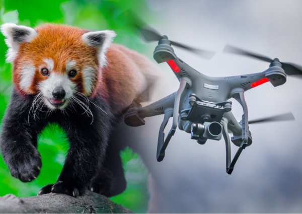 За исчезающими пандами будут следить дроны и GPS
