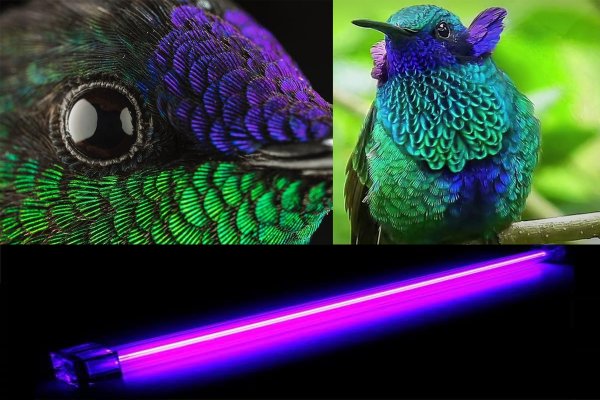 Колибри способны видеть ультрафиолетовые лучи