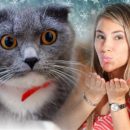День Еремы – кошка «в деле»: Как оздоровиться 26 января с помощью пушистого День Еремы – кошка «в деле»: Как оздоровиться 26 января с помощью пушистого
