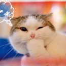 Кот чихает — счастье намечает: Как котейки могут исполнить мечты Кот чихает — счастье намечает: Как котейки могут исполнить мечты