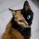 Двойное счастье: Двухцветная кошка принесёт гармонию в дом Двойное счастье: Двухцветная кошка принесёт гармонию в дом