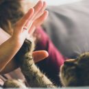 Котята играются — деньги прибавляются: Что означают кошачьи шалости Котята играются — деньги прибавляются: Что означают кошачьи шалости
