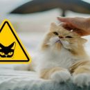 «В гостях не трогайте кота!»: Чем чреваты ласки с чужим любимцем, рассказал эзотерик