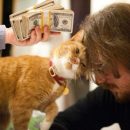 Котики-муркотики: В чём причина кошачьих нежностей в конце февраля? Котики-муркотики: В чём причина кошачьих нежностей в конце февраля?