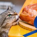 Как отучить кота воровать еду со стола Как отучить кота воровать еду со стола