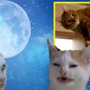 Царапки от котятки: В чём причина кошачьего баловства в начале марта? Царапки от котятки: В чём причина кошачьего баловства в начале марта?